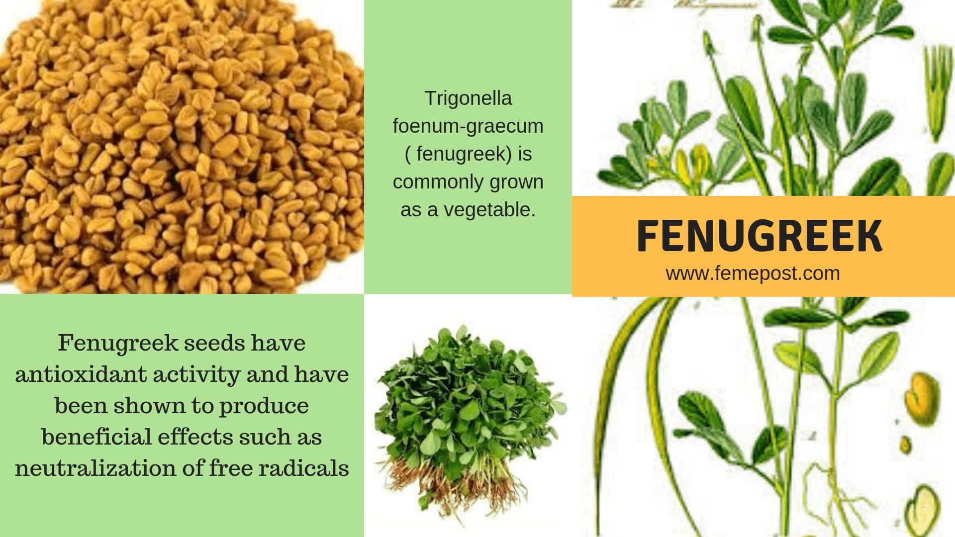 Health Benefits Of Fenugreek Seeds Wiki Health News
